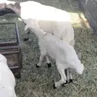 رفيدية رباع تحتها رخل مرويتها