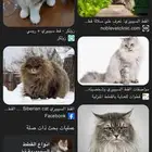 مطلوب قطه انثى زي هالنوع تبني
