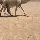باتليه خلفه