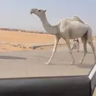جذعه وضحا طيبه