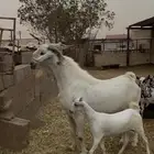 معزا بيشيات صنف