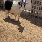 ماعز رغوث و شاه رغوث عيالهم ذبايح