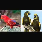 فروخ لوري نادره تم البيع