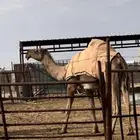 للبيع صفرا كفو ثنيه