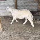 جذع حري