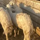 تم البيع