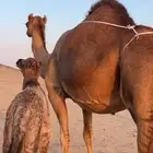 خلفه ساحليه مصغر (( تم البيع ))