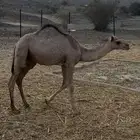 تم البيع تم البيع