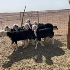 رخال نجد صنف فواخر