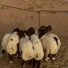 بهم نعيم فاااخر