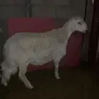 للبيع طلي حري عمره 7 اشهور فل شحم