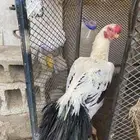 اذناب الهند
