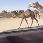 بكره صفرا