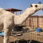 قعود أوضح للبيع القويعيه