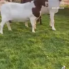 ماعزبورقت وهجين