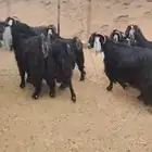 معزا طيبه