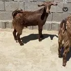 تيسين