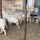 هرافي جمله و(تفريد)