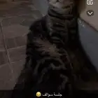 للتبني ذكر العمر سنتين خالي من الامراض