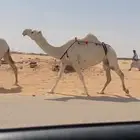 ابل وضح وشقح ضرايب طيبه جمله وتفريد
