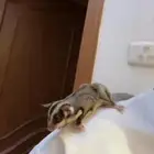 سنجاب الطائر