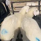 خرفان