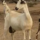 جفره بيشيه صنف الصنف (تم البيع)