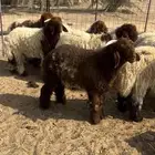 للبيع خرفان نعيم العدد10 خرفان