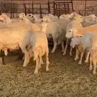 للبيع ضان حرش مراح واحد العدد100 اغلب الغنم جذعات ثنوات ربا
