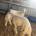 ذبائح حريات