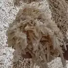 نشارة دواجن