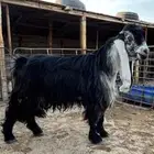 تيس عارضي صنف شعره وطرف مرسوس