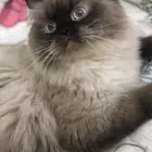 قط ذكر هملايا للتزاوج