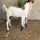 تيس جذع مشروع فحل ارتفاع 85