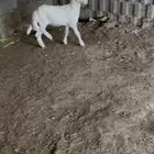 خروف هرفي ذبيحة ثلاجه