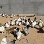 دجاج براهما كولومبي