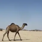بكره صفراء