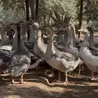 وز هجين عراقي علا بلغاري الموقع غطي