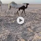 قعود