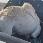 قعود مفرود