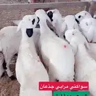 سواكني ب 1100