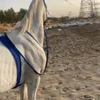 حصان شعبي