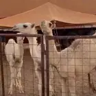 قعدان لبانيات للبيع عدد 6