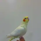 كروان لتينو أعيون حمراء