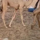 للبيع قعدان