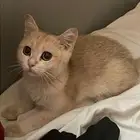 سكوتش فولد قولد