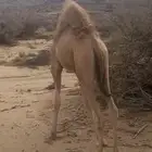 بكره كفو علا حليب امها فل شحم