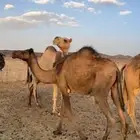 بكره صفرا جذعه