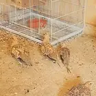 قطا