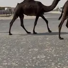 بكره
